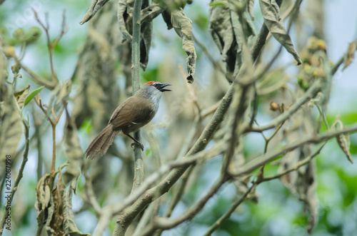 Chestnut-capped Babbler on branch in nature photo