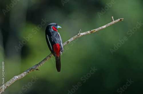 Black-and-Red broadbill on a branch photo