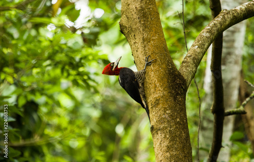 Woodpecker - Pica-Pau-Rei (Campephilus robustus) photo