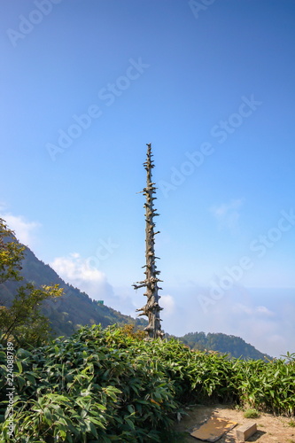 A bleached bone tree of Mt.Ishizuchi,Ehime,Shikoku,Japan