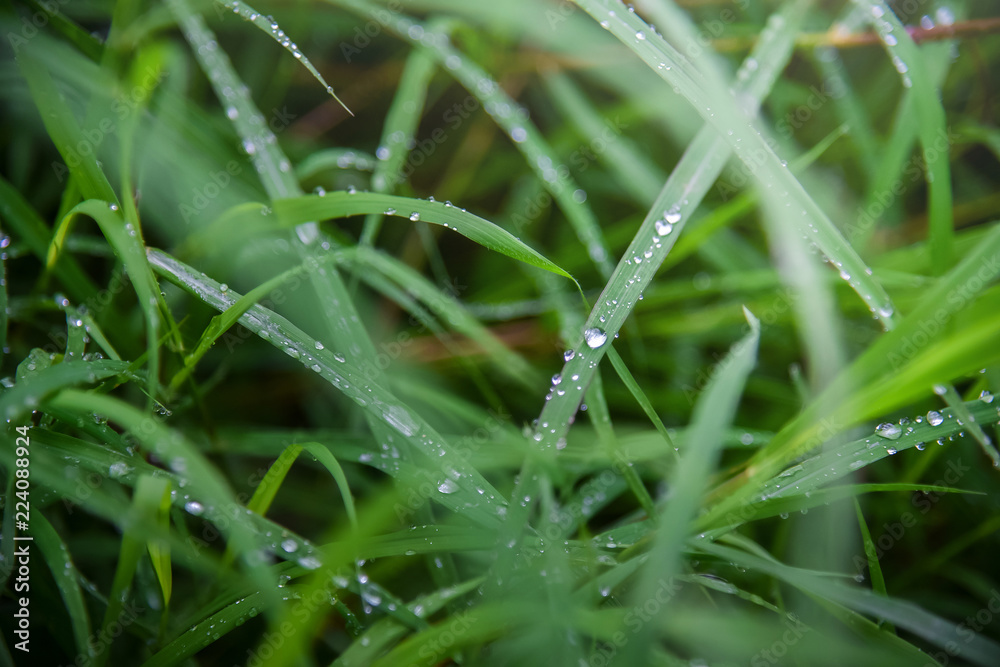 Dew On the grass Dew On the grass