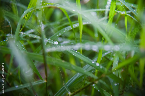 Dew On the grass