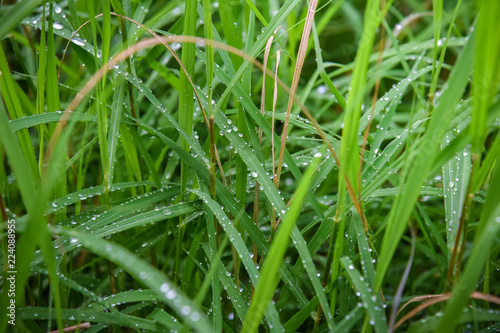 Dew On the grass