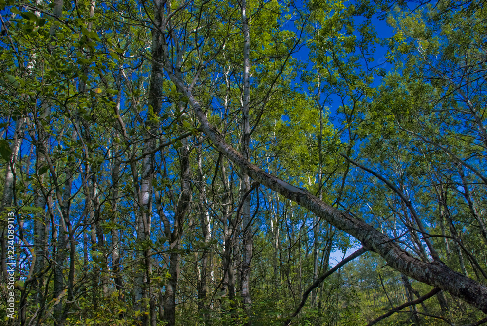 Obraz premium trees in spring