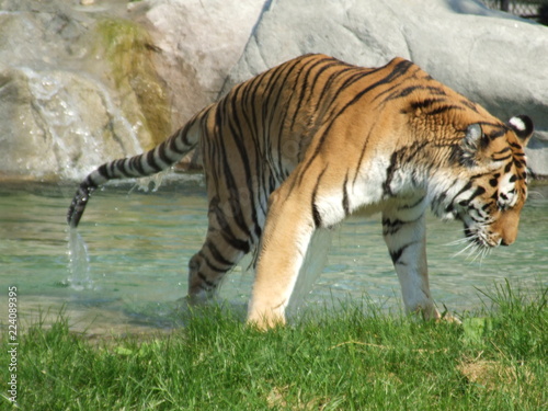 Tiger in Water