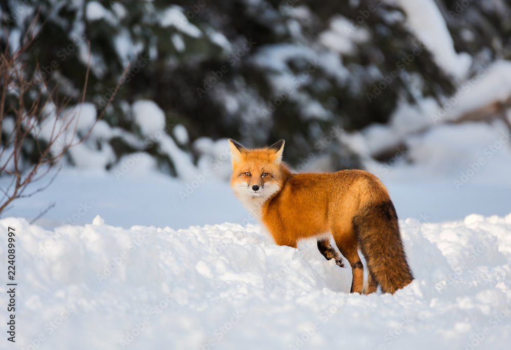 A red fox in winter among snow turns back to look