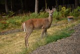 Whitetail buck deer standing in yard