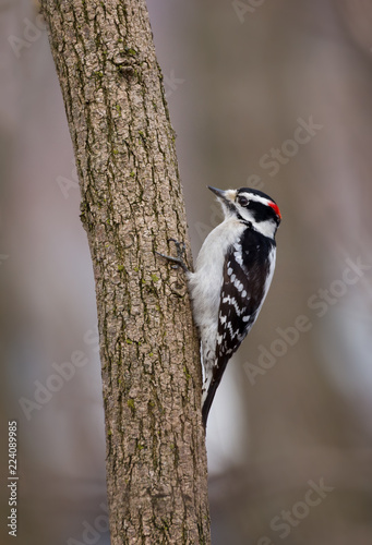 A male downy woodpecker on a tree trunk