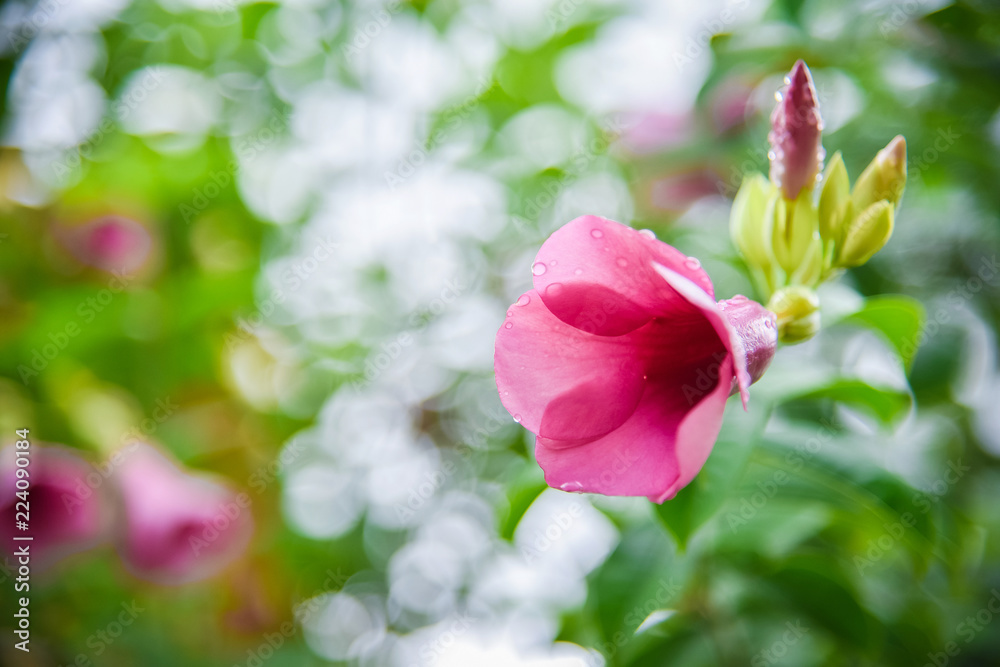 pink flower pink flower