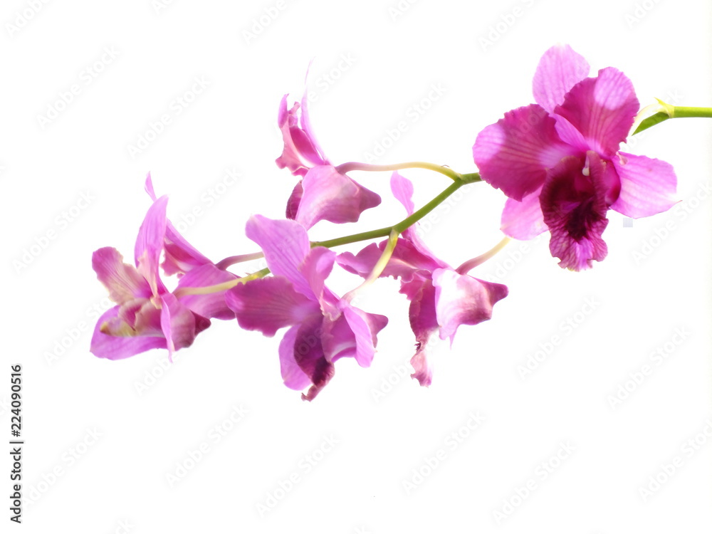 pink orchids flower  bouquet isolated on white background