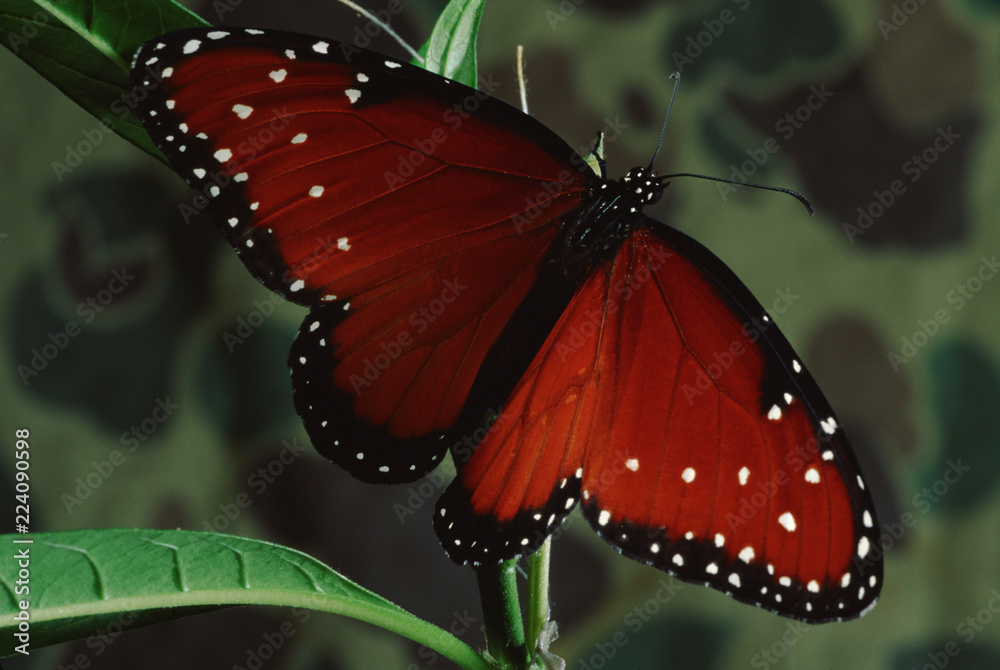 Fototapeta premium Queen Butterfly (Danaus Gilippus)