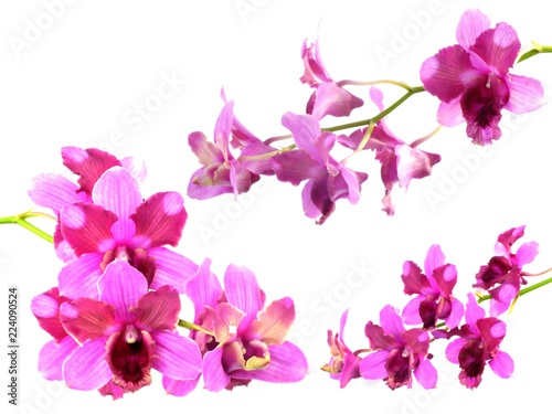 pink orchids flower  bouquet isolated on white background © may1985