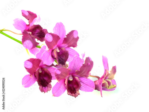 pink orchids flower  bouquet isolated on white background
