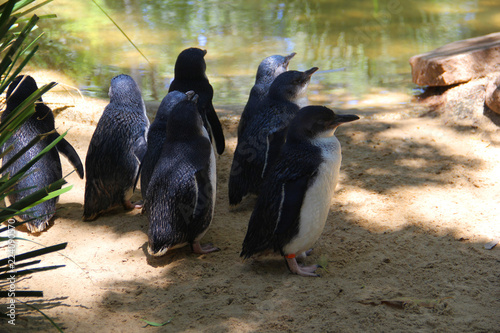 cute penguins at the zoo