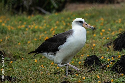 Mating time for the albatross