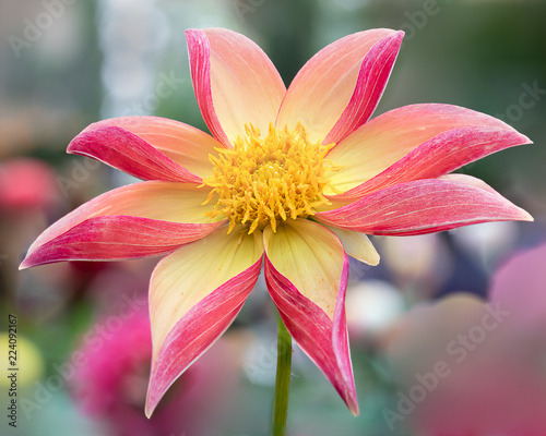 Pink and yellow dahlia