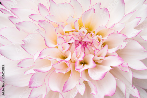 Pink and White Dahlia Macro