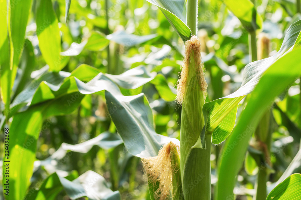 Young corn on tree. Young corn on tree.