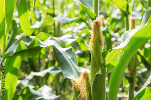 Young corn on tree.