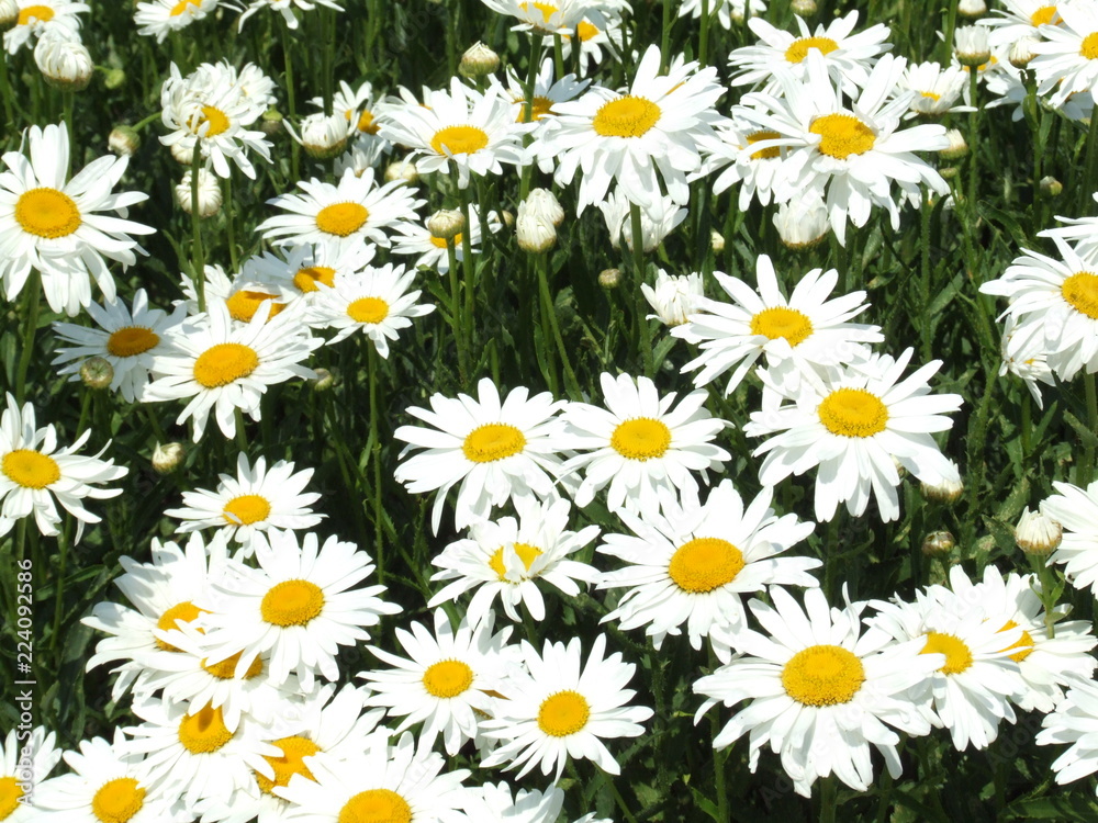 field of daisies