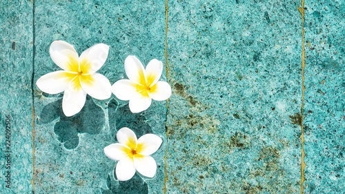 Flowers of plumeria in the turquoise water surface. Water fluctuations copy-space. Spa concept background