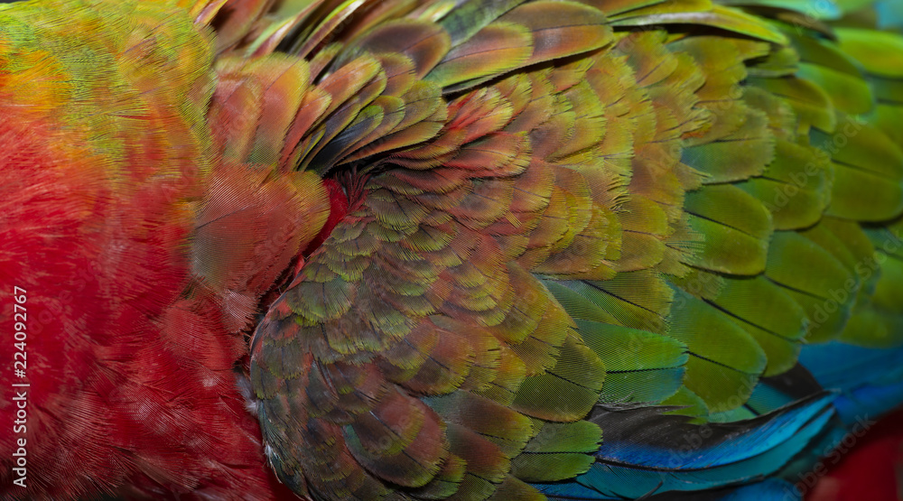 Fototapeta premium Close up Colorful of Double Catalina Macaw ( Hybrid between Catalina Macaw and Catalina Macaw ) bird's feathers with red yellow orange and blue shades, exotic nature background and texture