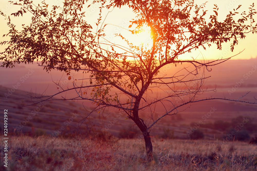 autumn trees in the morning in the mountains autumn trees in the morning in the mountains