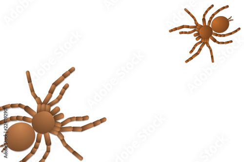 two spider tarantulas on white background top view