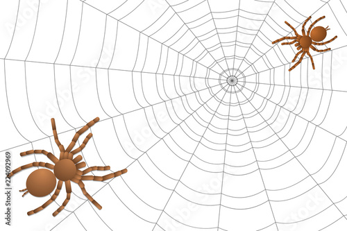 two spiders of a tarantula on a cobweb