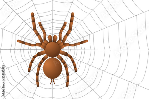 spider tarantula on a spider web top view