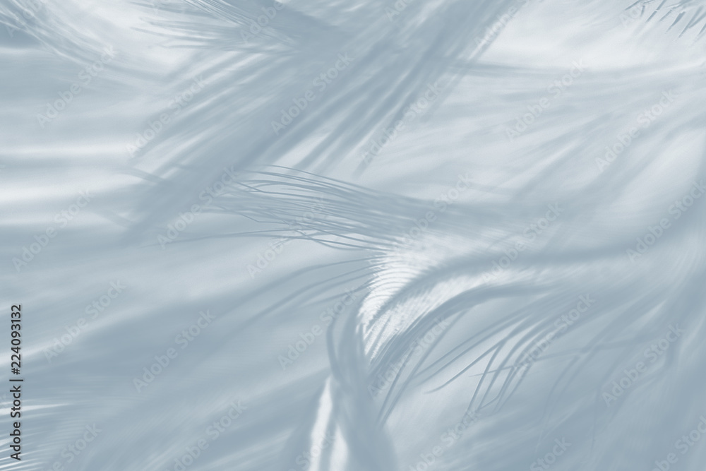 Obraz premium Beautiful White gray colors tone feather texture background