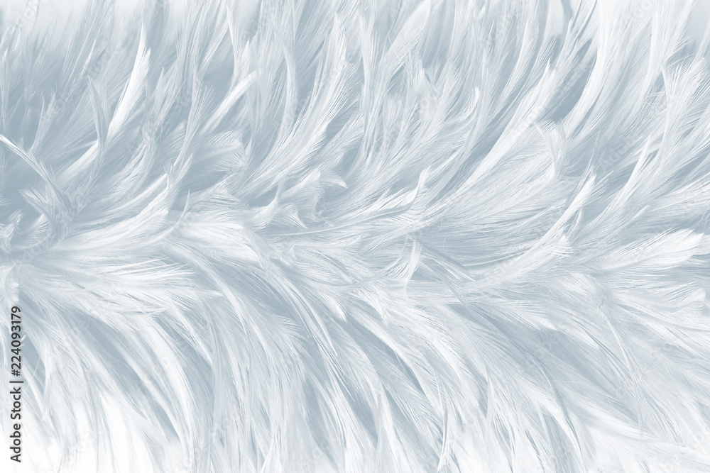 Obraz premium Beautiful White gray colors tone feather texture background
