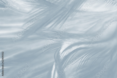 Beautiful White gray colors tone feather texture background