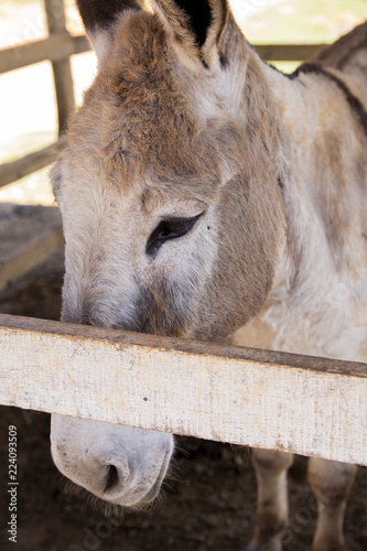 Sweet DOnkey