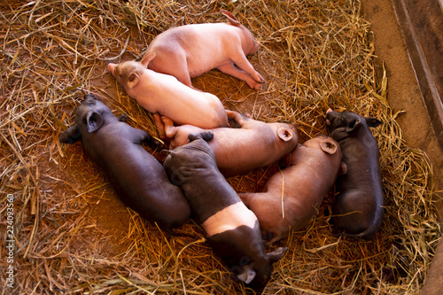 Piglets
