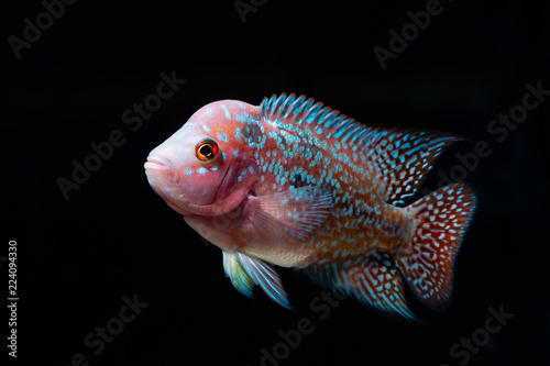 Cichlids fish in a beautiful aquarium photo