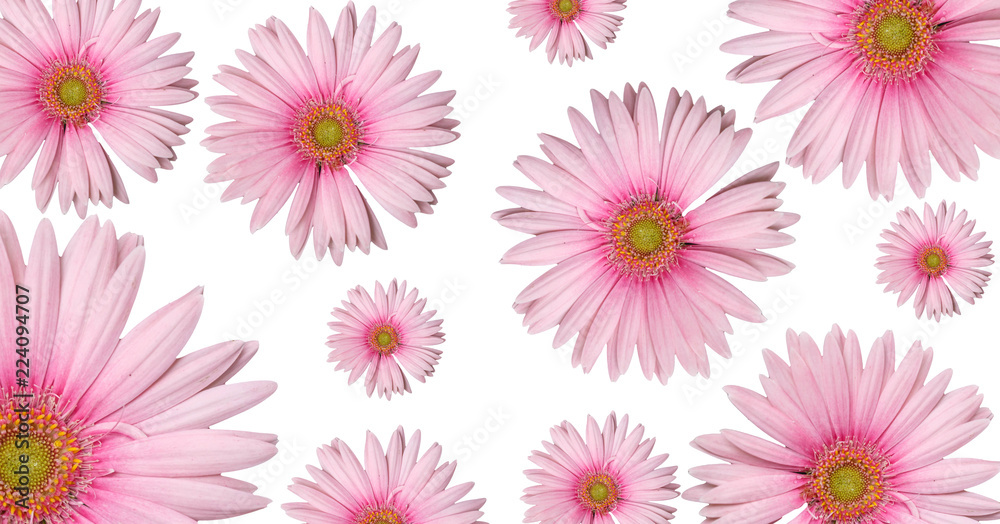 Pink gerbera background Pink gerbera background