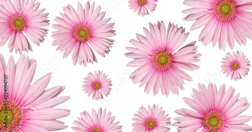 Pink gerbera background