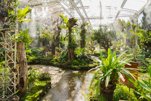 Fern garden.