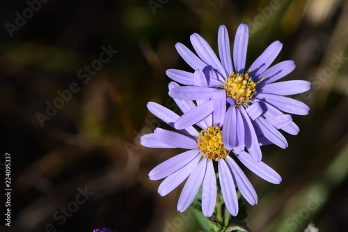 Fotografi two  purple flowers entwined together