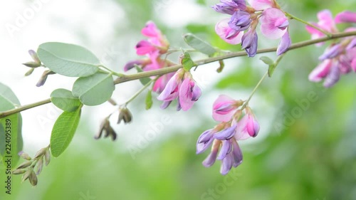 Wallpaper Mural 萩の花

 Torontodigital.ca