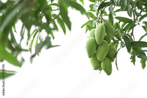 Green raw mango fruit on the mango tree isolated with white background.