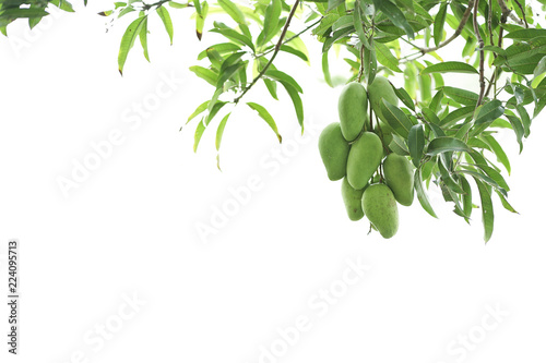 Fresh mango fruit on the mango tree isolated with white background.