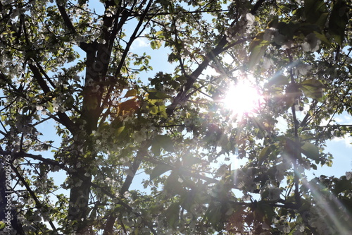 tree in the sky