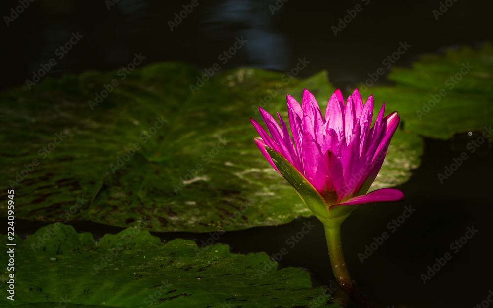 A beautiful pink waterlily or lotus flower in pond A beautiful pink waterlily or lotus flower in pond
