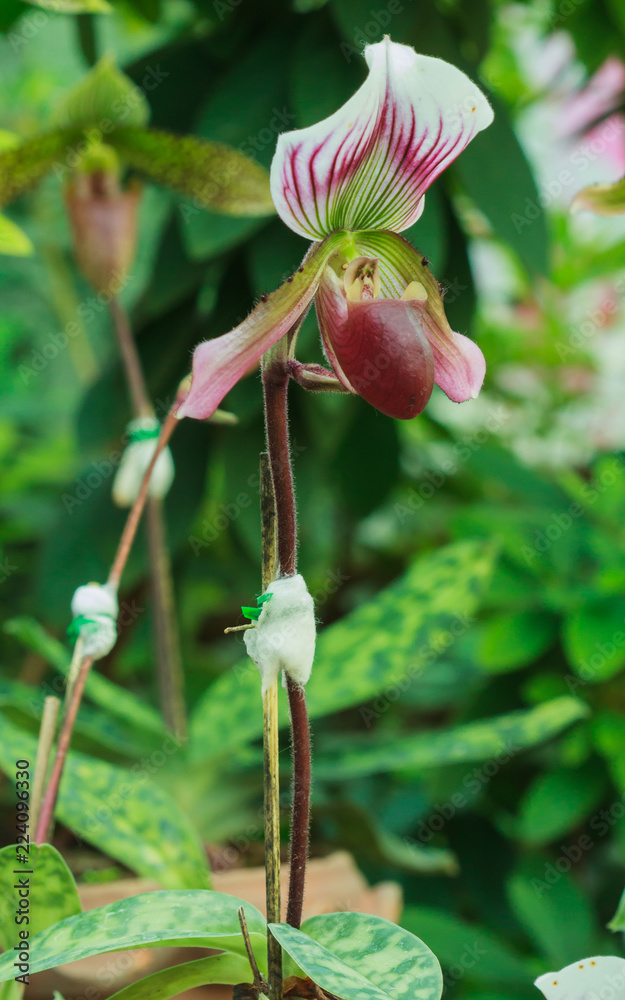 Paphiopedilum gratrixianum is a species of plant in the Orchidaceae family found from Laos to Vietnam.