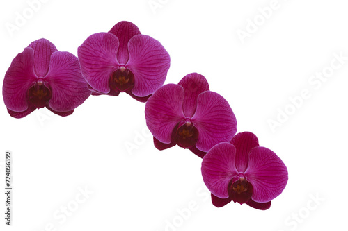 Pink orchid flower isolate on white background.