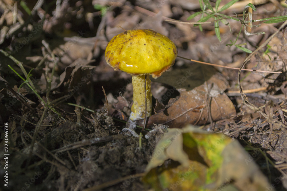 Wild Mushroom Wild Mushroom