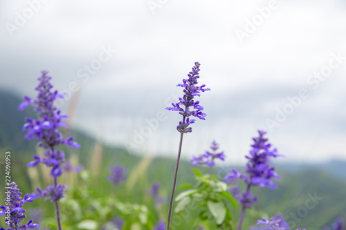 closeup of purple wild flower on mountain background.