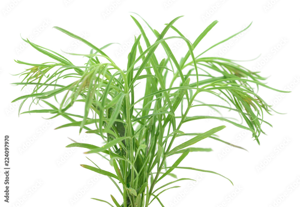 Fototapeta premium Grass green.